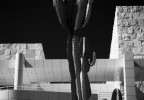 Getty-cacti