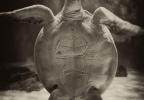 TurtleHi